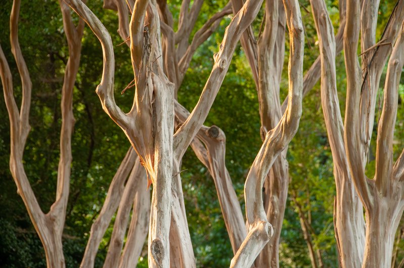 crepe myrtle lagerstroemia indica.jpeg