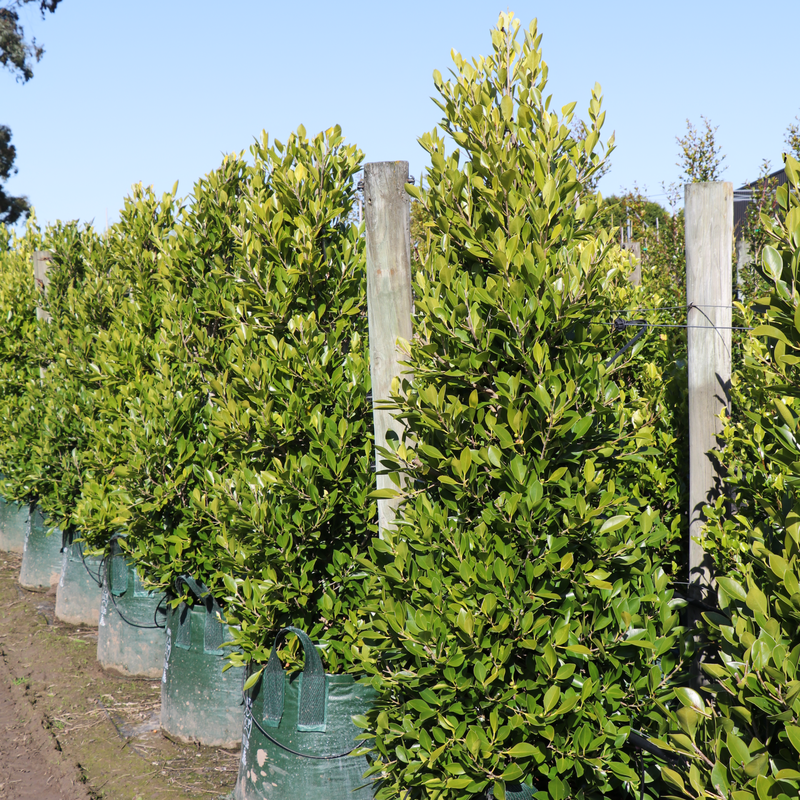 Ficus Hillii.png